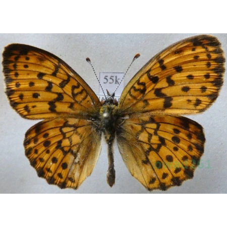 Brenthis ino Rottemburg, 1775 male Dostojka ino Russia55k